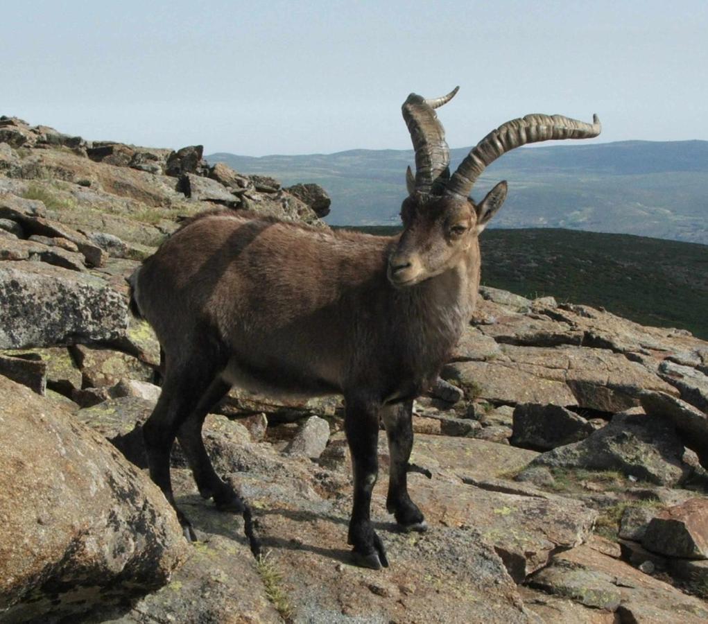Апартаменты La Nava De Gredos Acogedor Piso Con Vistas Наварредонда-де-Гредос Экстерьер фото